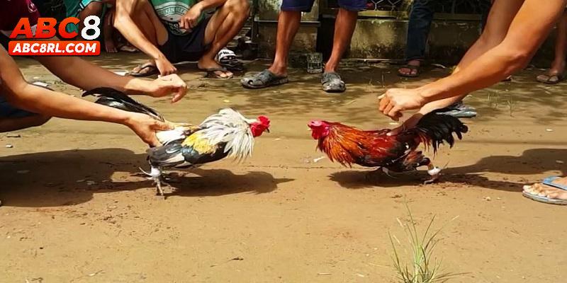 Giới thiệu đôi điều về đá gà cựa sắt tại ABC8