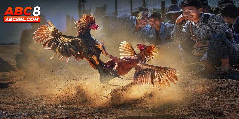 Những hình thức đá gà ABC8 đặc sắc